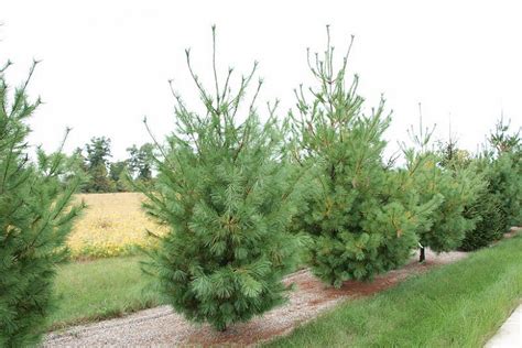 Pinus Strobus Eastern White Pine