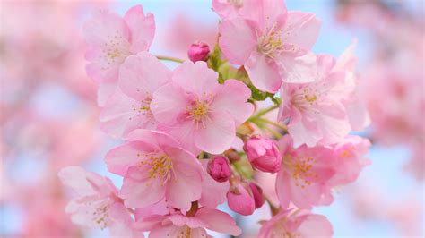 Fonds D Cran T L Charger X Belles Fleurs De Cerisier Rose
