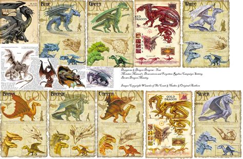 Dragon Artwork Dragon Art Types Of Dragons