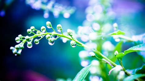 Dew In The Flower Macro Photography Wallpaper Backiee