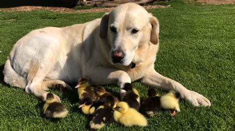 Labrador Named Fred Is Dad To 9 Ducklings Youtube