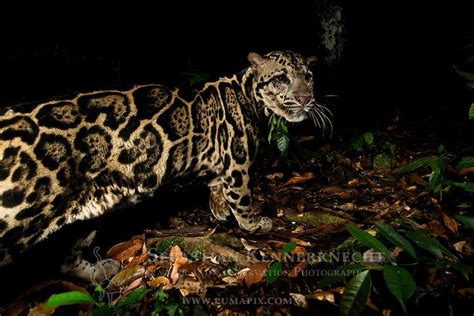 Pin By David Cochrane On Neofelis Clouded Leopard Leopards Big Cats