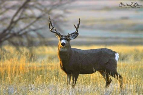 Big Mule Deer Buck Bliss Photographics Animals