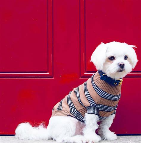 “dog Fashion And Designer Dog Clothes Top 20 Brands 2023 Updated