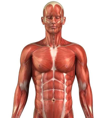Use the weight of your body to build muscle anywhere. Diagram Of Muscles In Body / Muscle Diagram | brittney ...