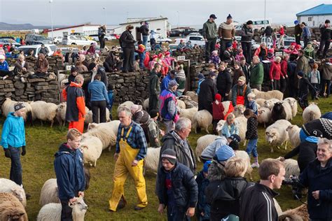 Sheep Roundup Grindavik This Year Near Us It Will Be Saturday Sept