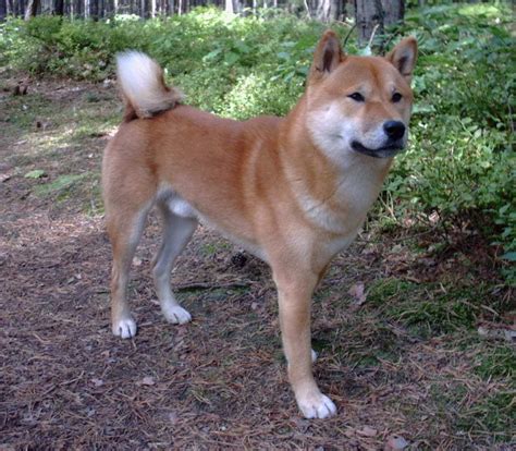Shikoku Dog 3 Pet Paw