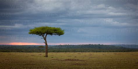 Acacia Tree Masai Mara Kenya East Africa Africa Stock Photo