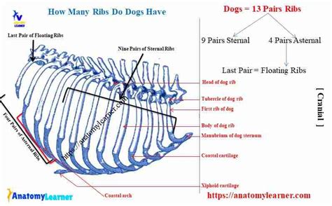 How Many Ribs Do Dogs Have Dog Rib Cage Anatomy Anatomylearner