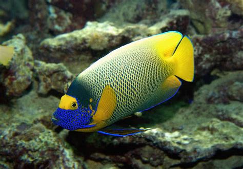 Os 10 Peixes Mais Bonitos Do Mundo Dicas And Curiosidadesnet
