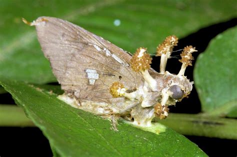 Cordyceps Fungus On A Moth Photograph By Dr Morley Readscience Photo