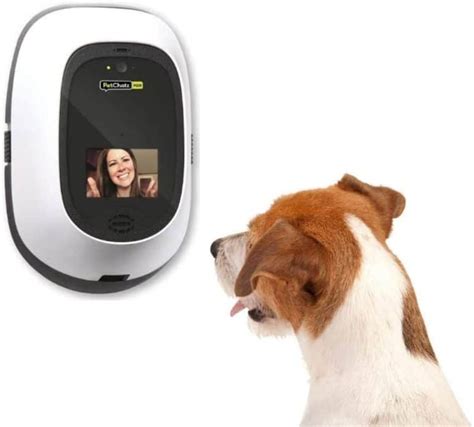 The 9 Best Dog Cameras To Watch Your Pets While You Are Away