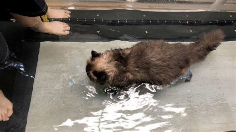 Fat Cat Uses Underwater Treadmill To Lose Weight Fox News