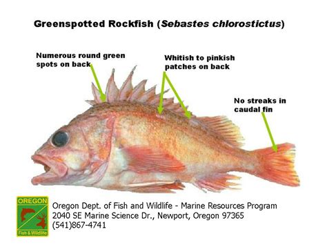 Odfw Finfish Species Rockfish