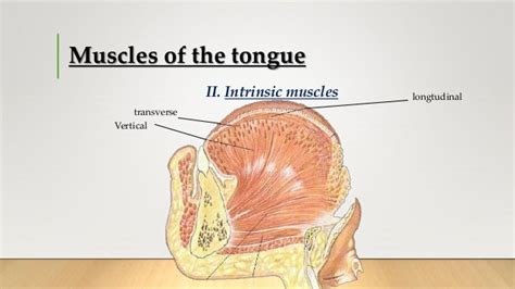 The Tongue Its Development And Anatomy