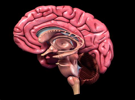Human Brain Sagittal Section Photograph By Hank Grebe