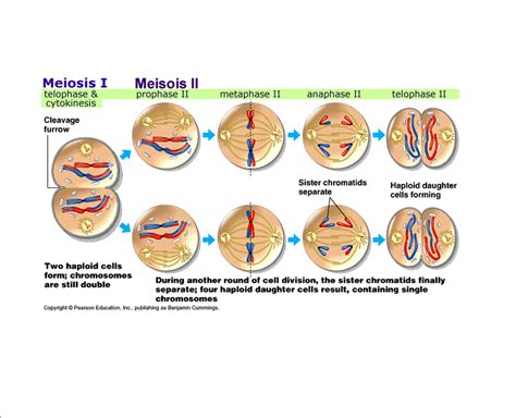 Diagram The 8 Stages Of Meiosis Diagram And Label Mydiagramonline
