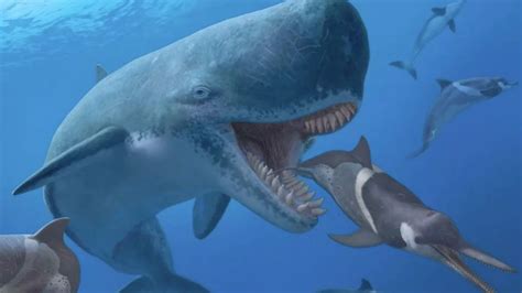 Colossal Killer Sperm Whale Was 57 Foot Long Sea Monster That
