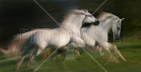 White Horses Gallop Raffinez Avec Une Affiche Photowall