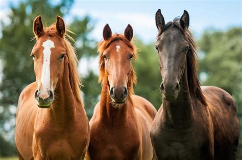 Integrating a New Horse into a Herd | US Equestrian