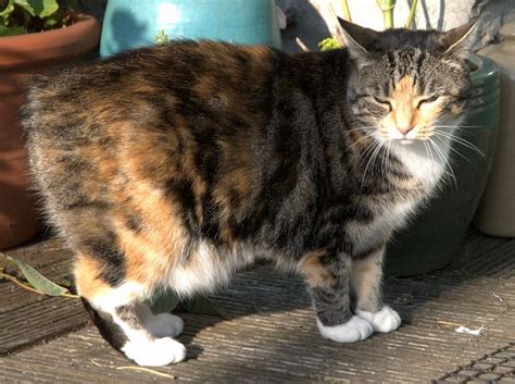The Manx Cat Is A Breed Of Domestic Cat Originating On The Isle Of Man