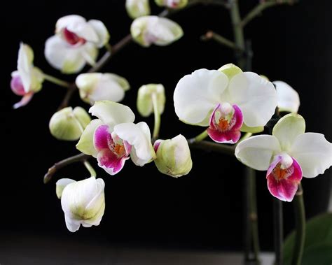 Moth Orchid Blooming Potted Plant Free Image Download