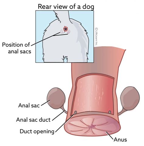 Perianal Fistula In Dogs Vca Animal Hospital