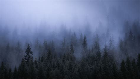 Fog Dark Forest Tress Landscape 5k Trees Wallpapers Nature Wallpapers