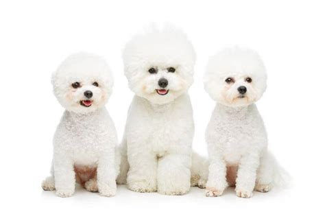 Bichon Frise Cost Calculator Puppy And Adult Dog