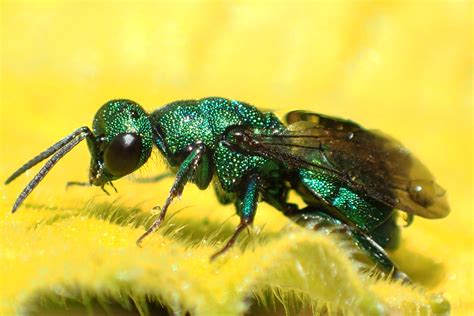 Humbug Solitary Wasps News Blog
