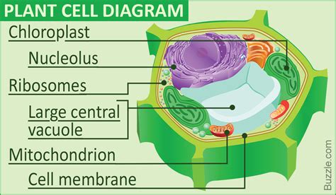 Animal cell parts include the nucleus and cell membrane. A Labeled Diagram of the Plant Cell and Functions of its ...