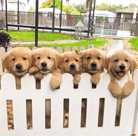 Golden Retriever Puppies Raww