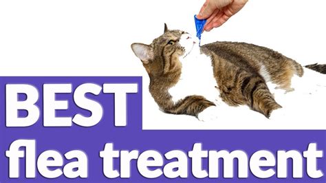 Looking for the best flea treatment for your cat? Best Flea Treatment For Cat in 2019 | 8 TOP RATED Cat Flea ...