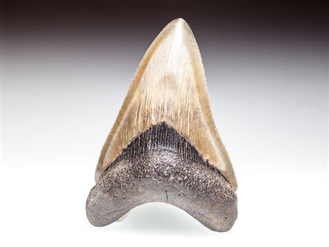 Survival evolved, the megalodon eats superior kibble, spinosaur kibble, raw mutton, raw prime meat, cooked lamb chop, cooked prime meat, raw. Zahn vom größten Hai der Erdgeschichte: Megalodon