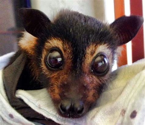 All The Better To See You With Cute Animals Fox Bat Baby Bats