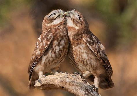 27 Amazing Owl Photos To Take Your Breath Away Freeyork