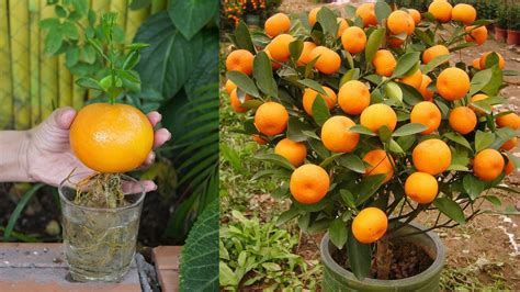 Best Way To Grow Orange Tree From Orange 100 Work Youtube
