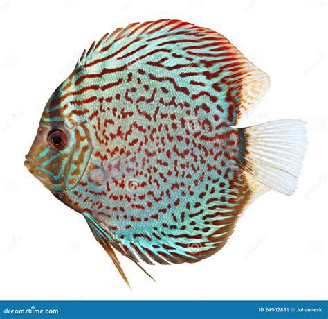 Blue Discus Fish Stock Image Image Of Fresh Background 24902881
