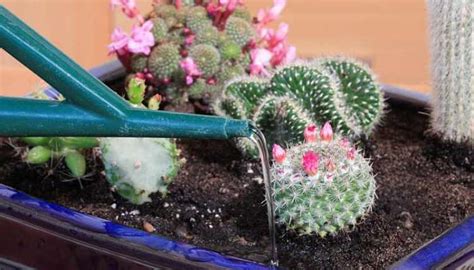 Para saber cada cuánto hay que regar un cactus (y cómo hacerlo) debes valorar el tipo de sustrato que tiene, el clima en el que está y el tamaño de la planta. Increíbles Técnicas De Como Cuidar Un Cactus De Interior ...