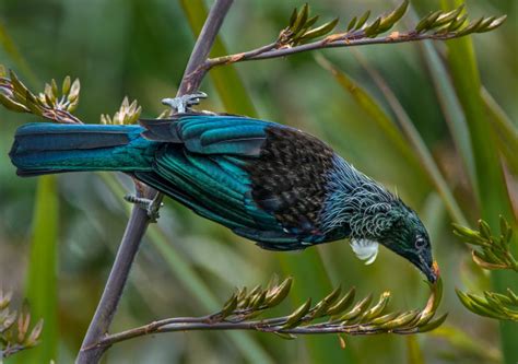 The Tui Bird Australian Photography