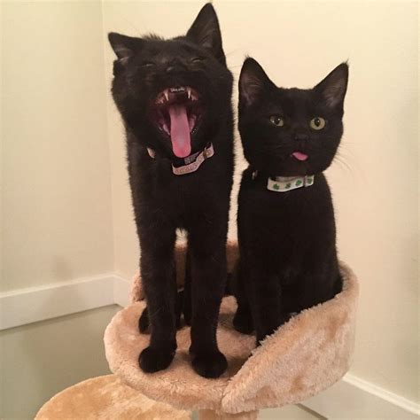 These Two Black Cats Raww