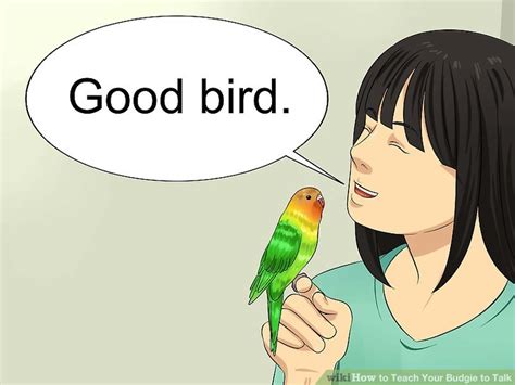 How To Teach Your Budgie To Talk 7 Steps With Pictures