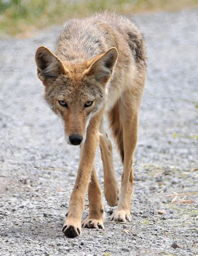 Mexican Coyote Canis Latrans Baileyi — Souls Wiki