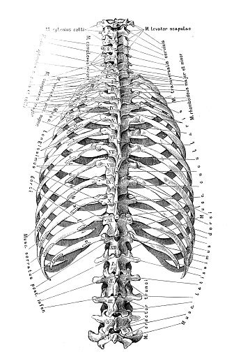 Human Anatomy Scientific Illustrations Rib Cage And Spine Stock