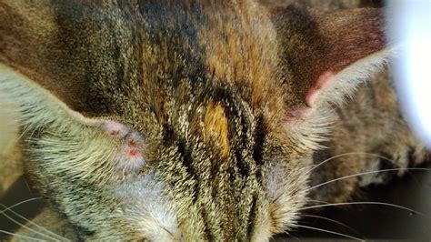 Red Bumps On Ears Thecatsite