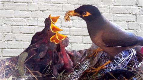 Bird Feeding And Raising Their Chick In The Nest Chidiya K Bacche