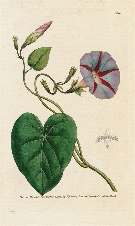 Convolvulus Purpureus Purple Bindweed Or Convolvulus Major From