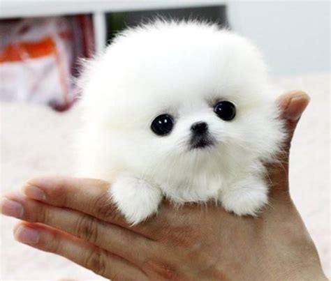 The Cutest Pomeranian Pictures Ever