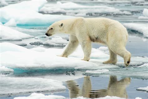 Arctic Polar Bear Habitat