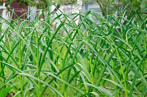 When To Cut Garlic Scapes Tips On When And How